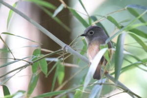 A Huet's Fulvetta perched on a bamboo branch looking to its left.