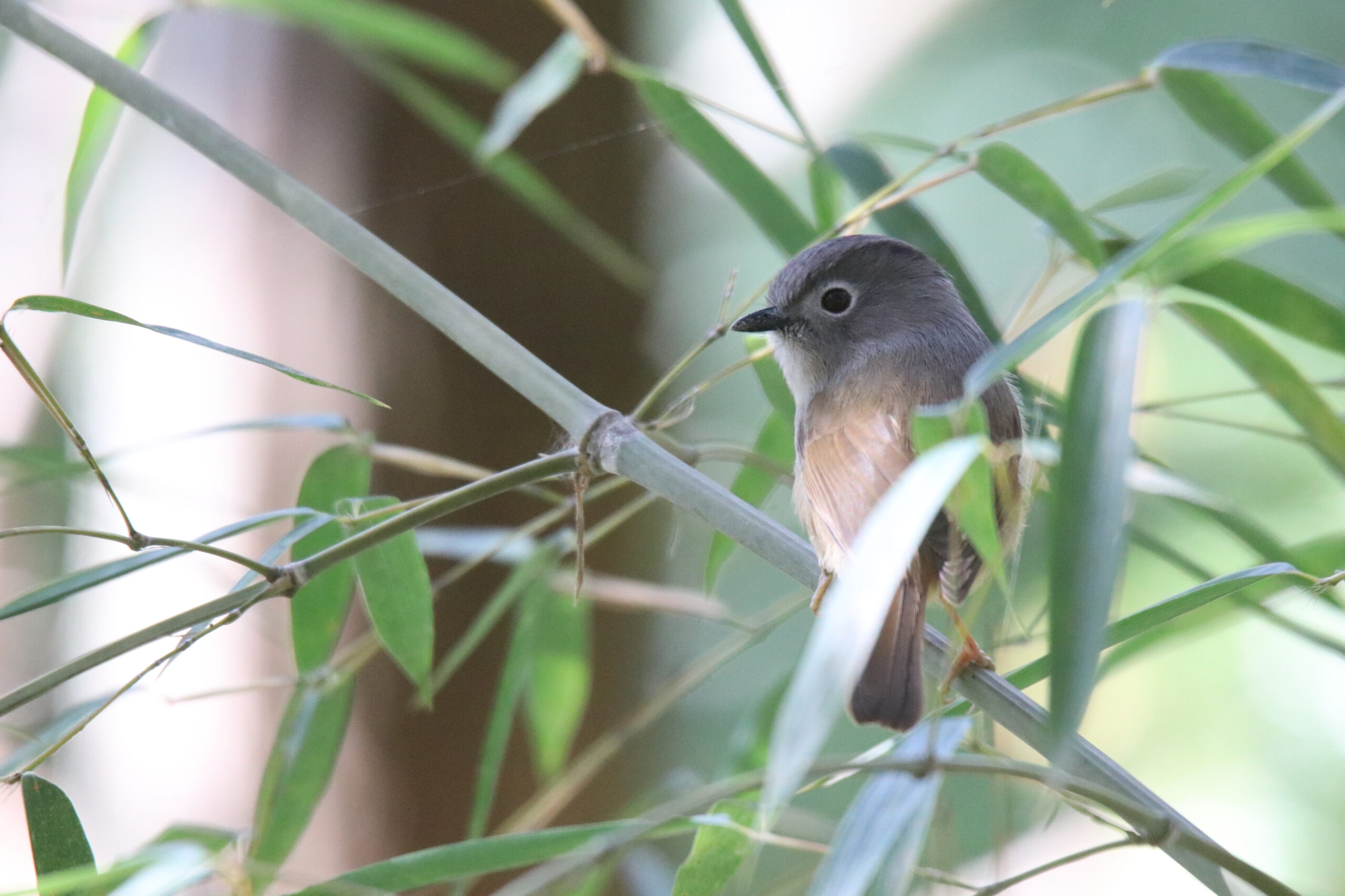 A Huet's Fulvetta perched on a bamboo branch looking to its left.