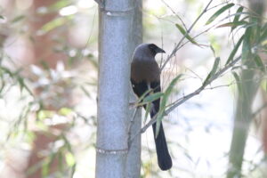 A Grey Treepie perched on a thin bamboo branch looking to its right side.