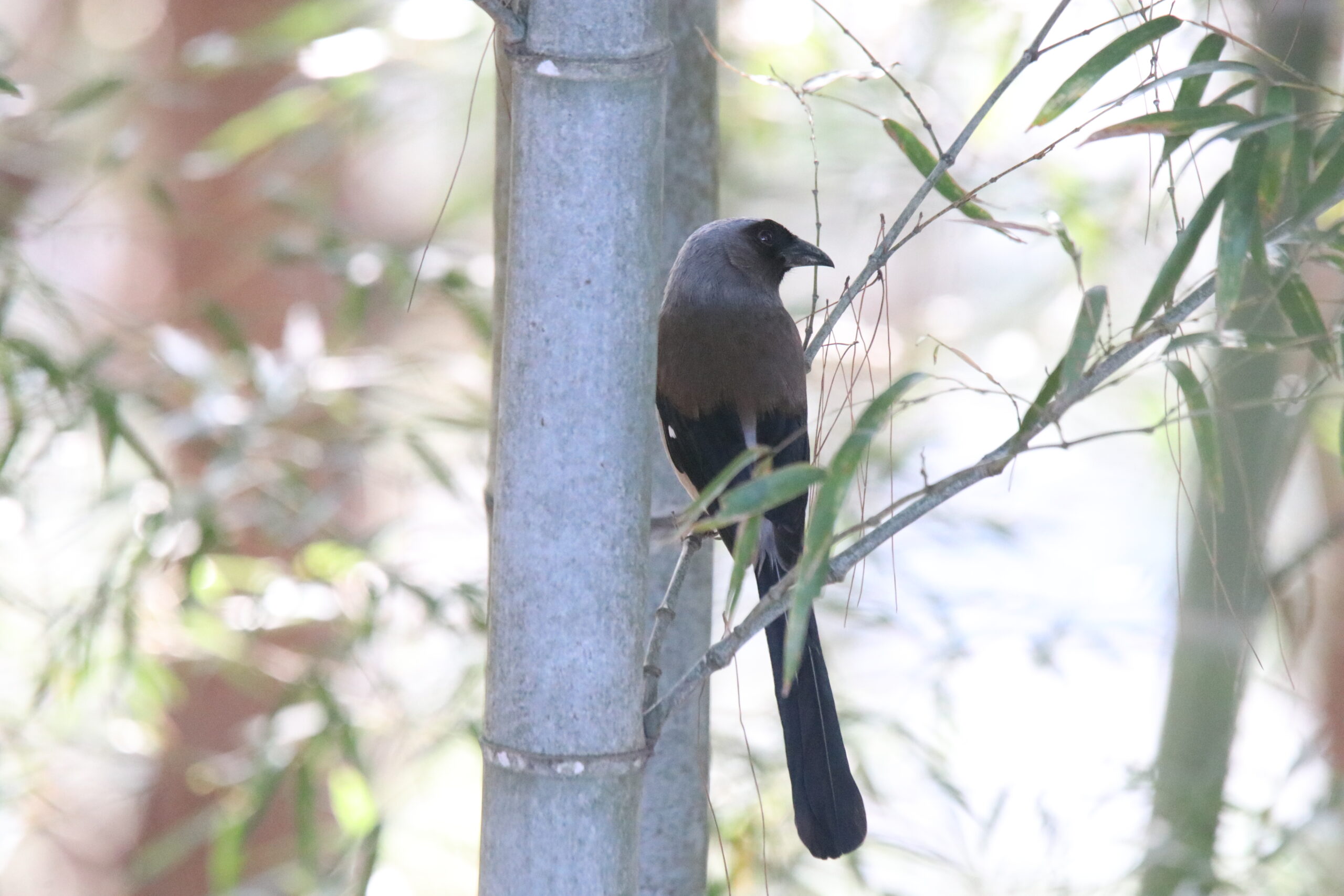 A Grey Treepie perched on a thin bamboo branch looking to its right side.