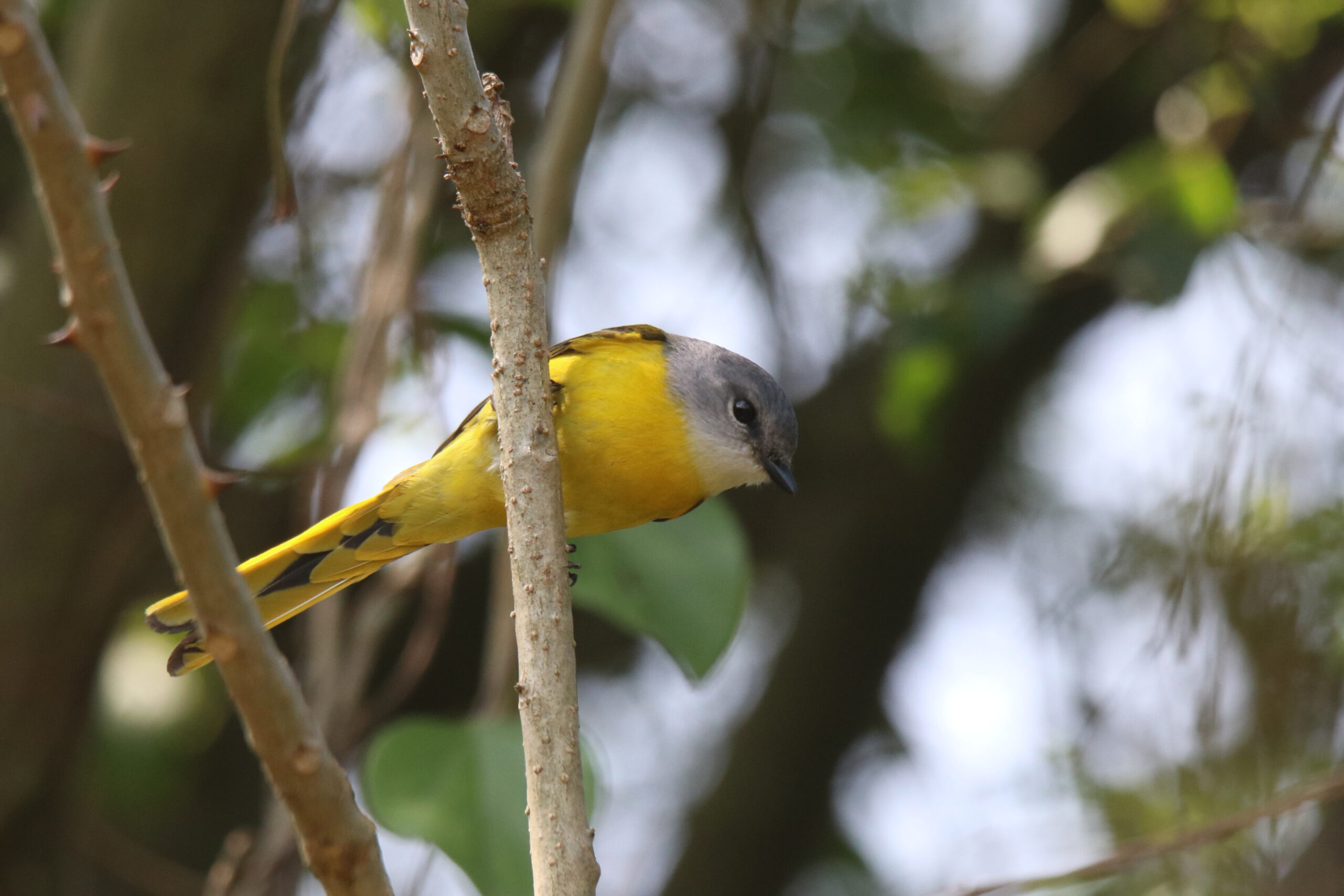 A female Grey-chinned Minivet perched on a branch looking downwards.