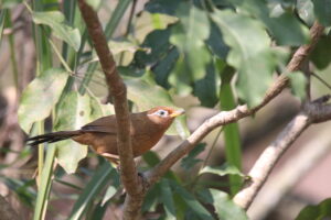 A Chinese Hwamei perched on a branch with green leaves in the background.