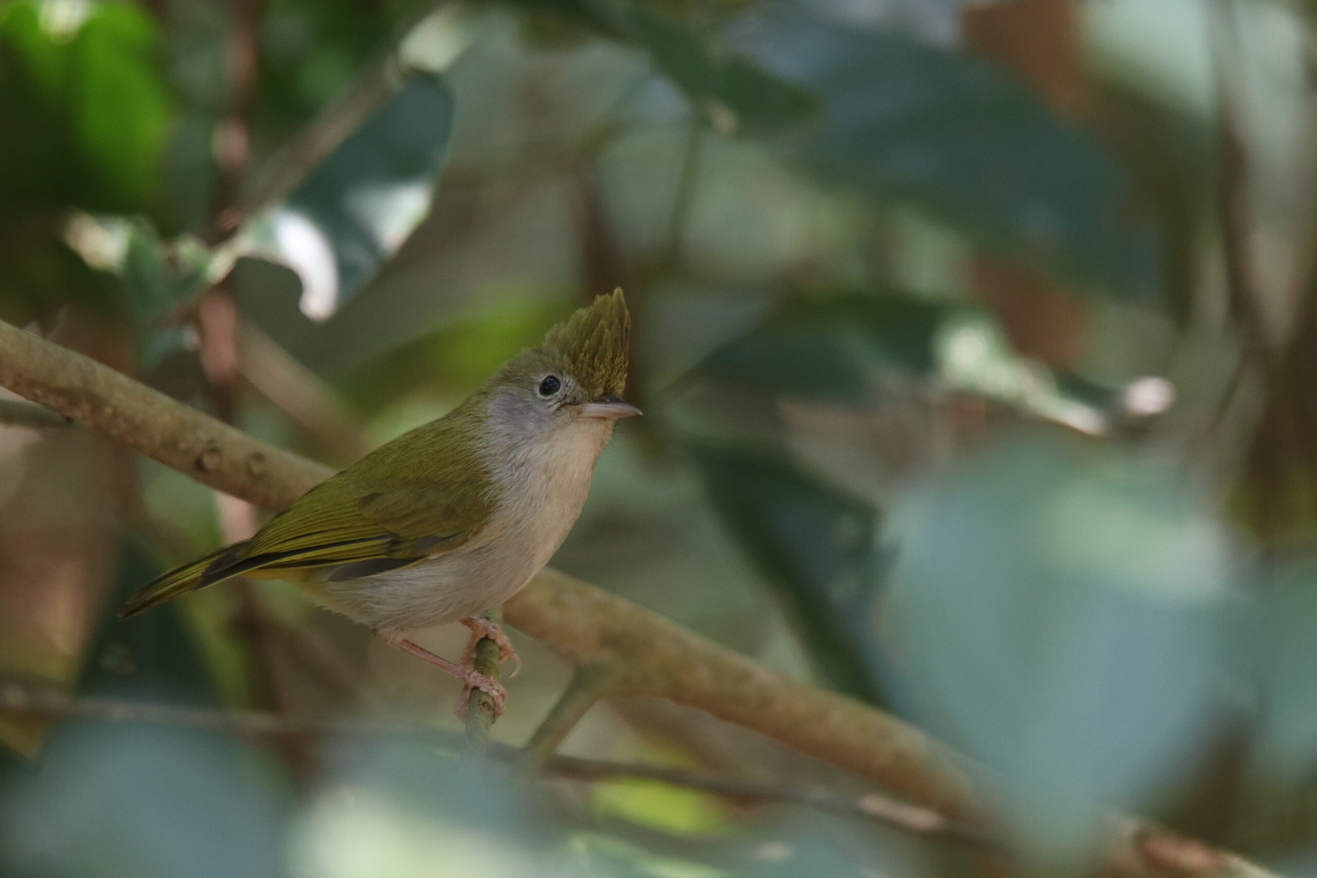 A White-bellied Erpornis perched on a branch.