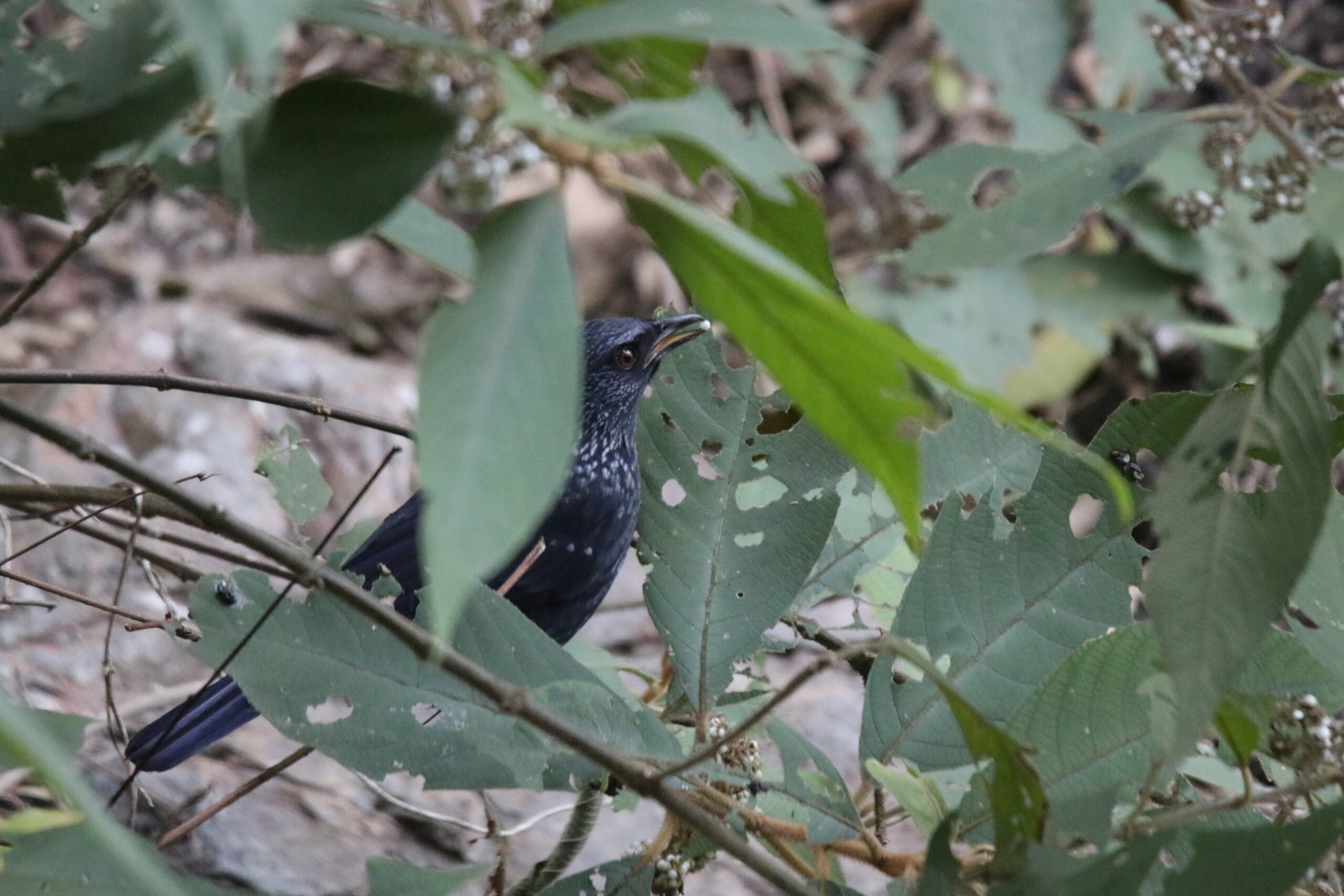 A Blue Whistling Thrush sitting on a stone bank with a white berry in its beak.