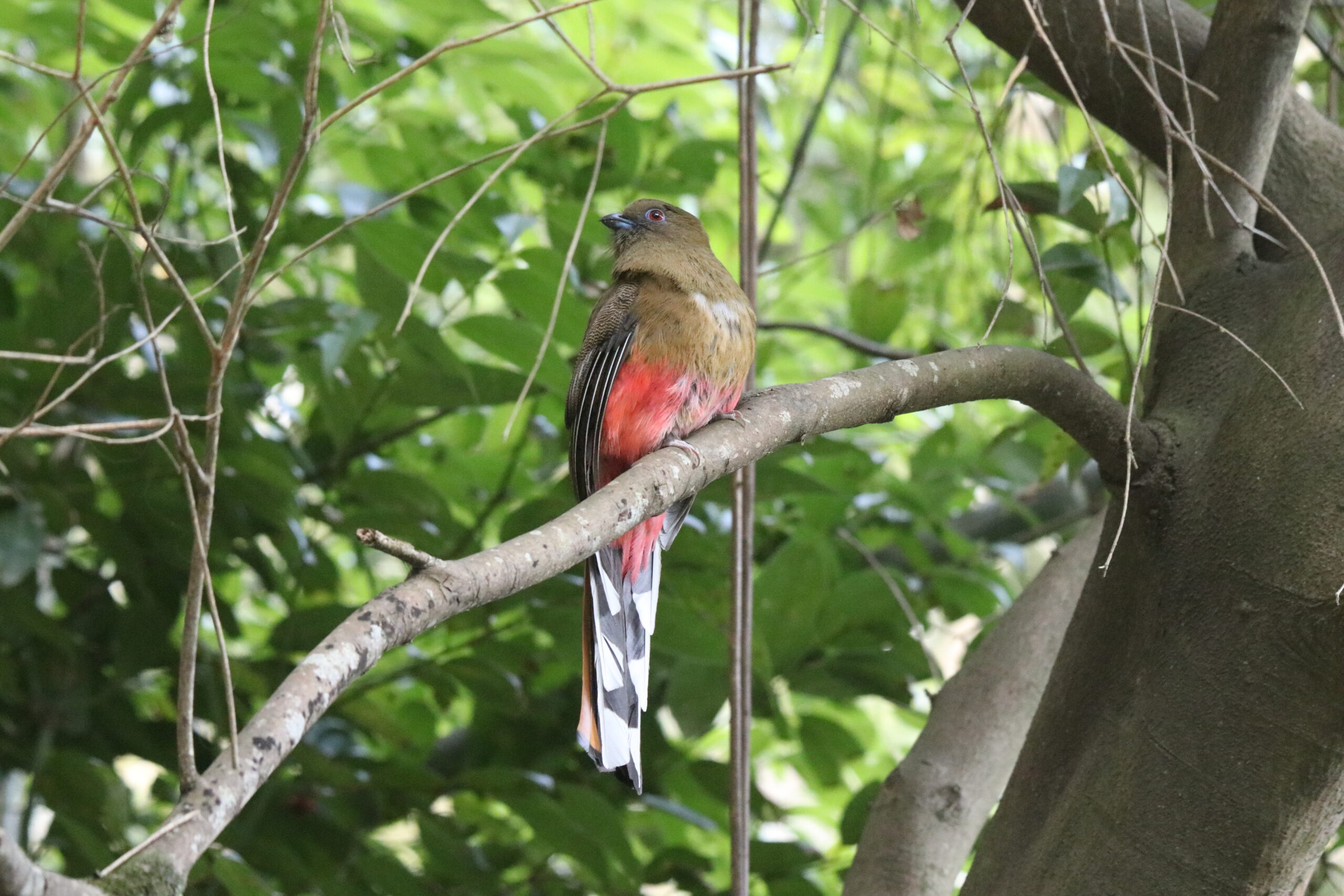 A female Red-headed Trogon sitting on a horizontal tree branch looking right.