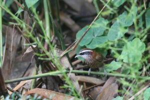 A Streak-breasted Scimitar Babbler perched on a bamboo branch with fallen leaves and green grass nearby.