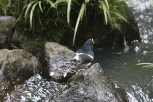 A White-crowned Forktail stands on a rock in a stream.