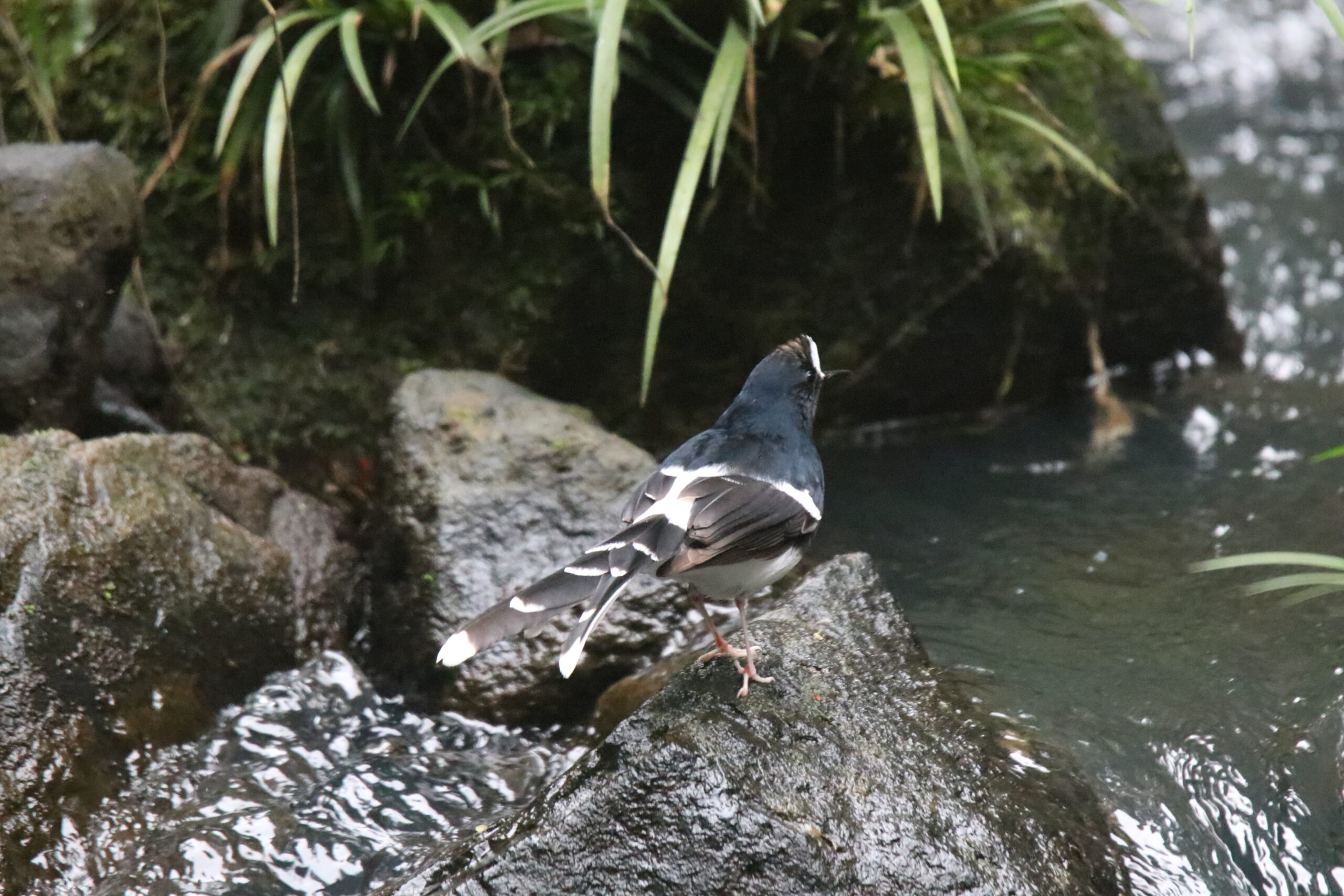 A White-crowned Forktail stands on a rock in a stream.