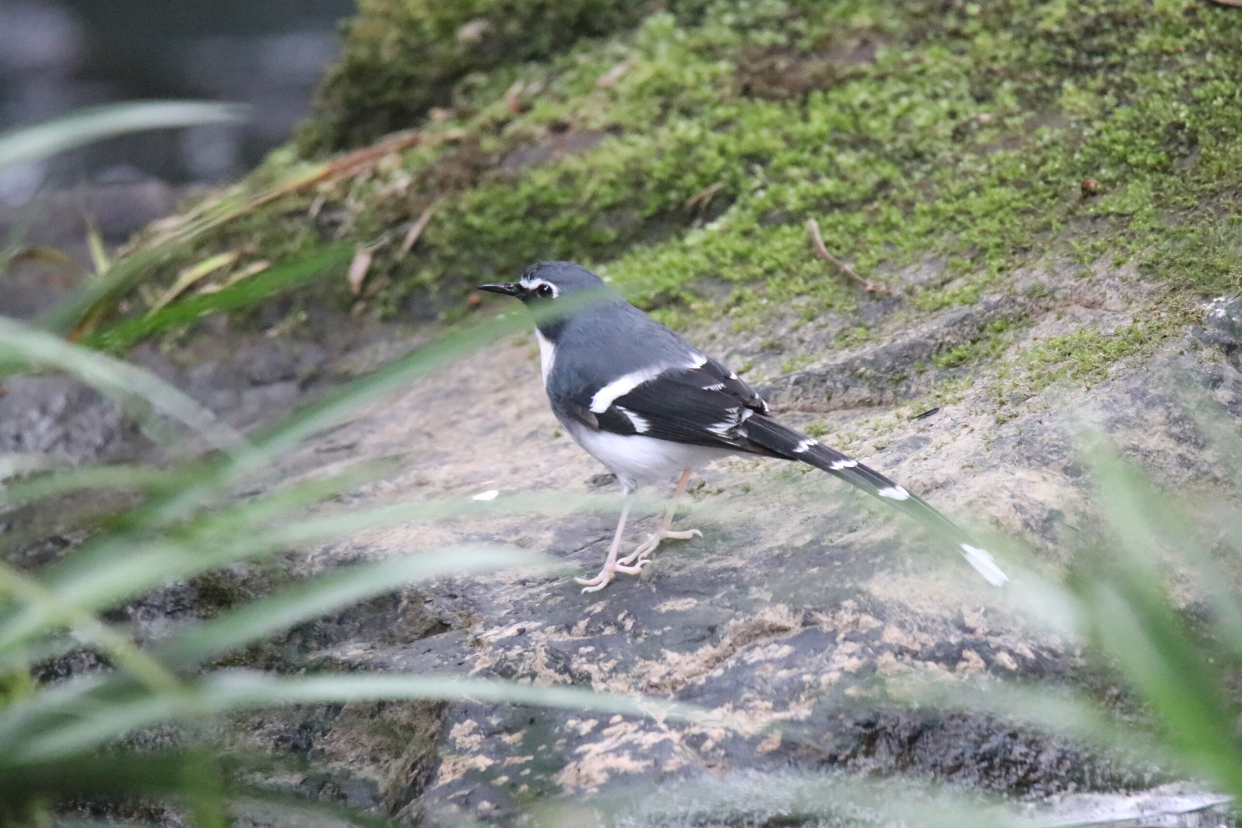 A Slaty-backed Forktail stands on a big rock near a stream.