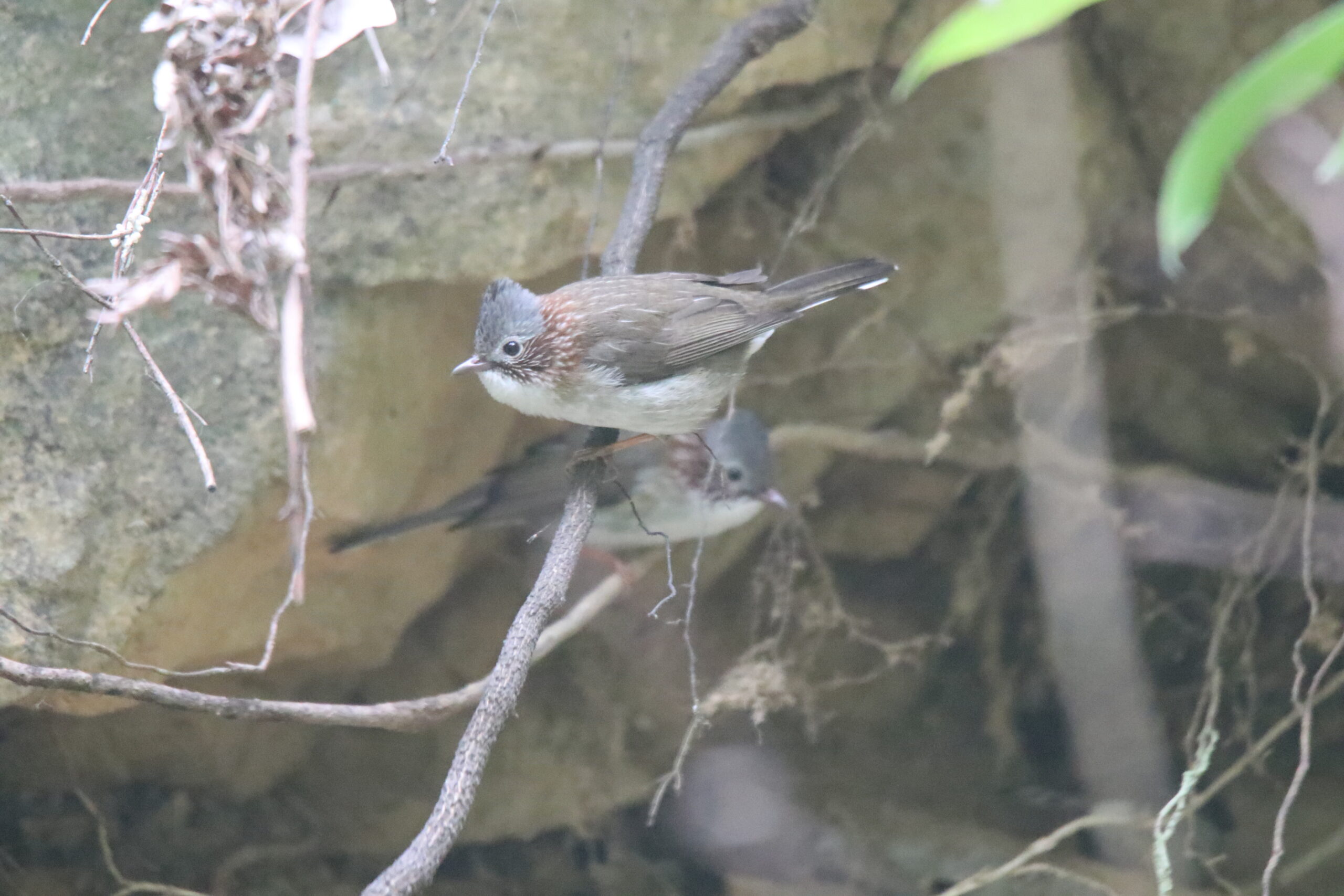 Two Indochinese Yuhina perched on the roots of a tree at the edge of the cliff.