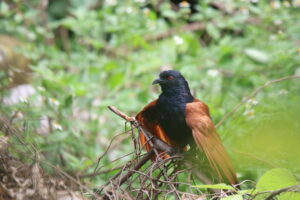 A Greater Coucal with bright reddish-brown wings and red eyes perches on dry branches against a blurry green background.