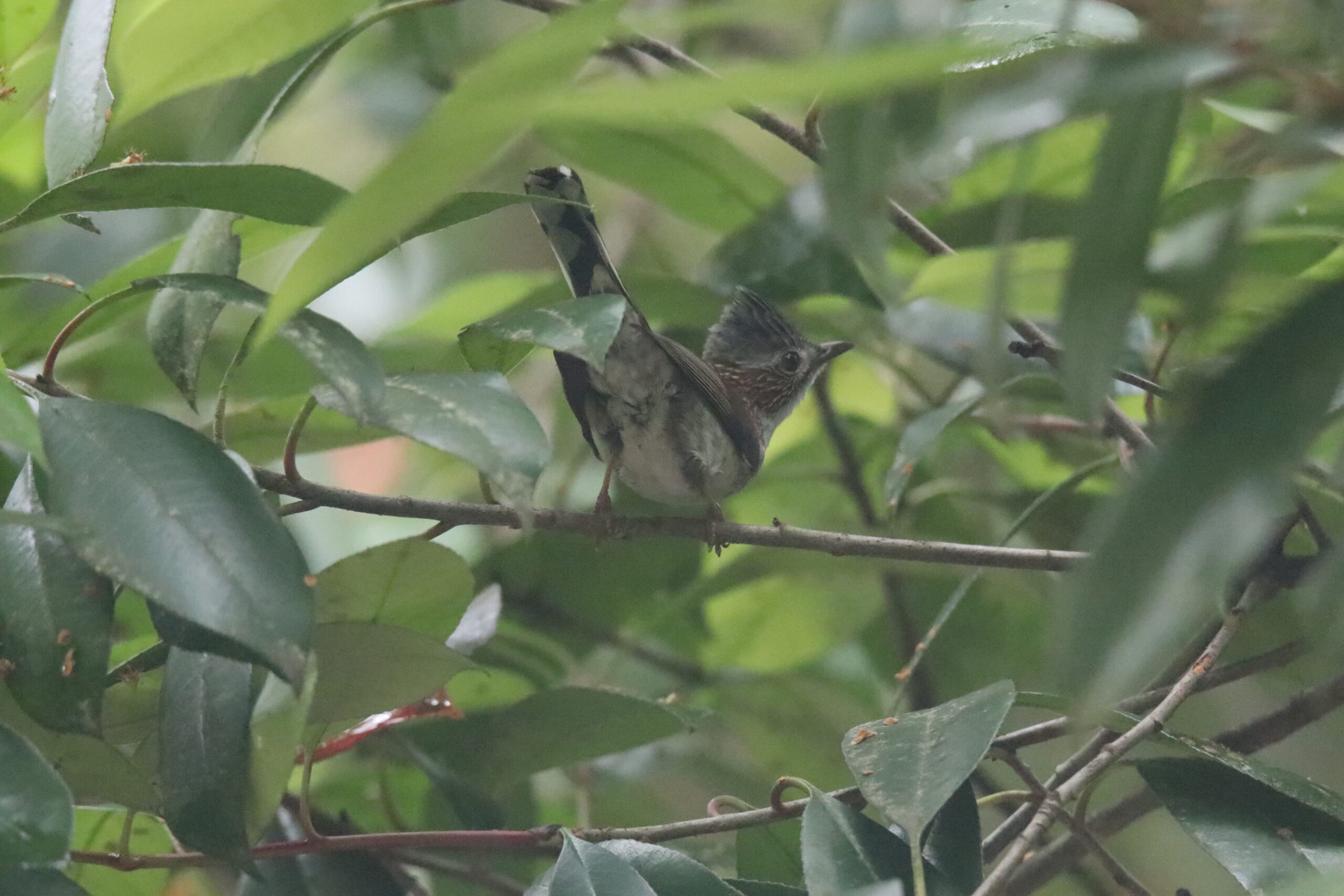 An Indochinese Yuhina perched on a branch among green leaves.