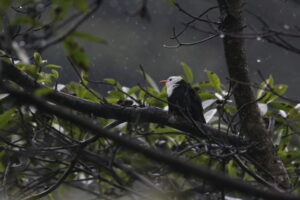 A Black Bulbul perched on a large branch on a rainy day against a blurred background with green leaves and raindrops.