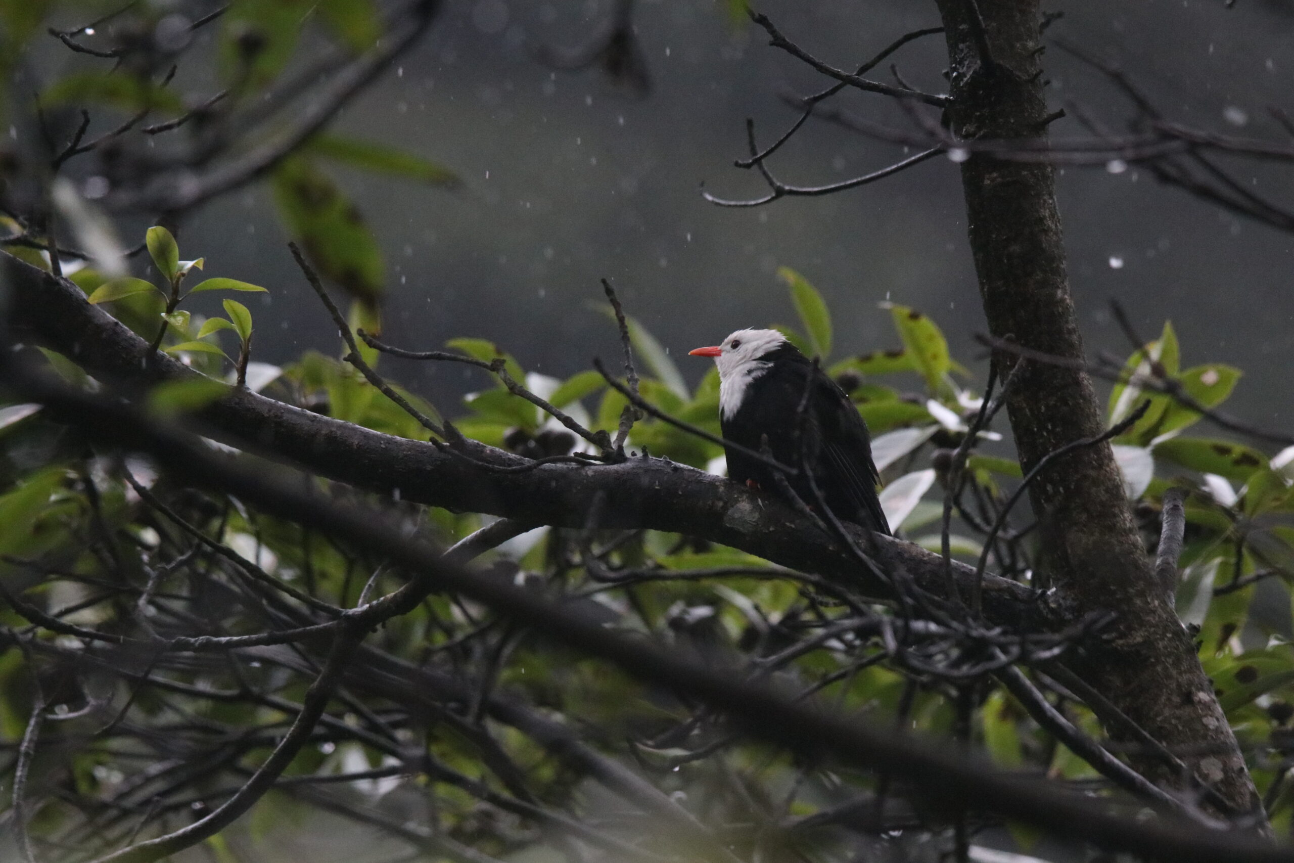 A Black Bulbul perched on a large branch on a rainy day against a blurred background with green leaves and raindrops.