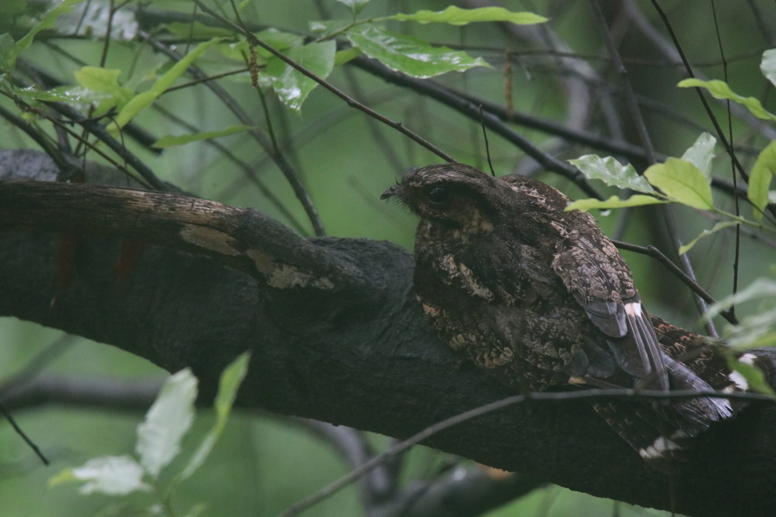 A Grey Nightjar perched on a large branch.