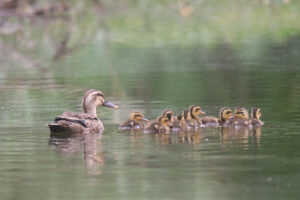 An adult Eastern Spot-billed Duck swims across a calm, reflective pond, followed closely by a group of twelve small, fluffy yellow and brown ducklings.