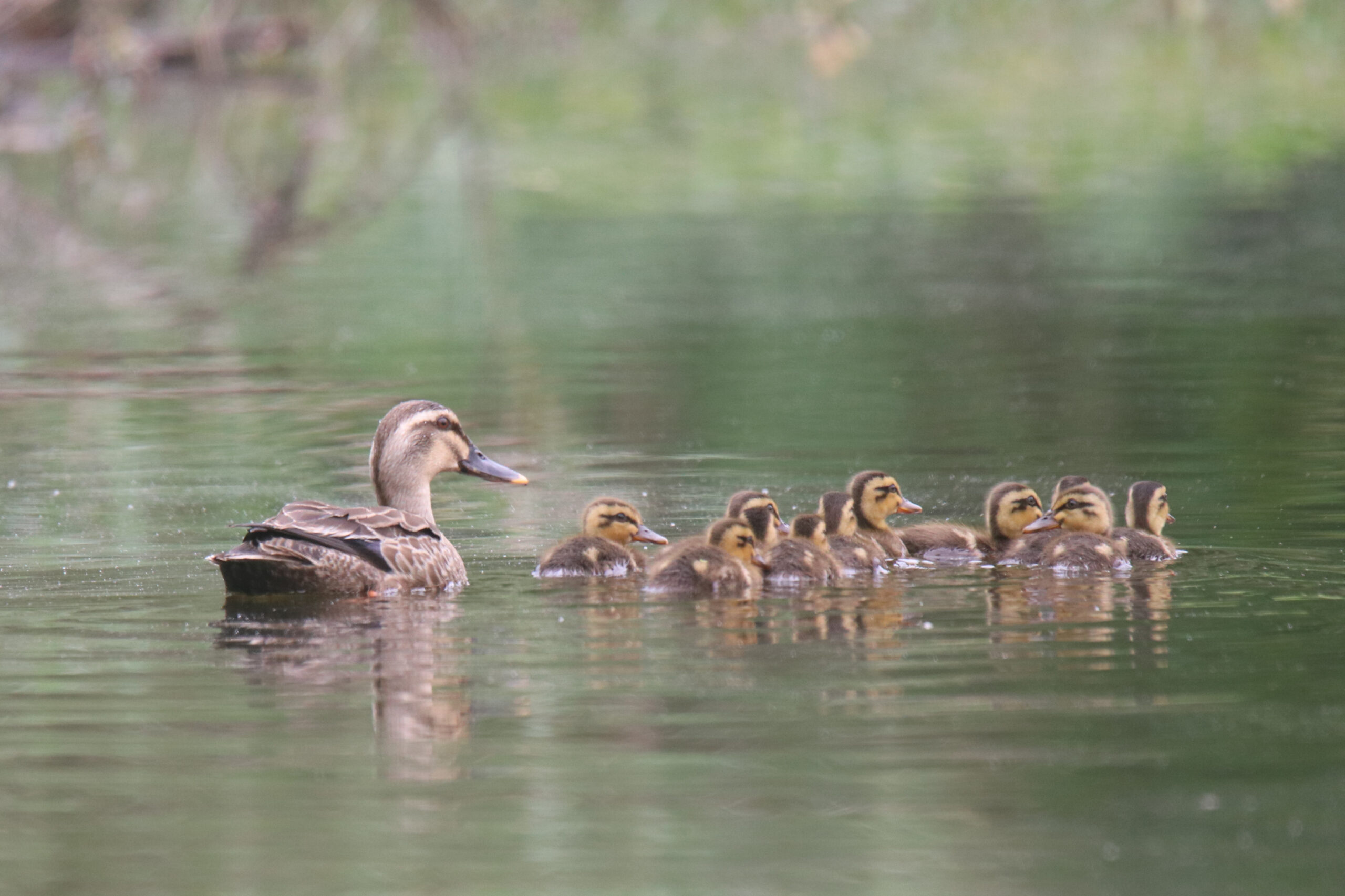 An adult Eastern Spot-billed Duck swims across a calm, reflective pond, followed closely by a group of twelve small, fluffy yellow and brown ducklings.
