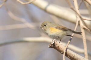 A Red-flanked Bluetail standing on the edge of a branch.