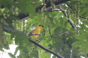 A Black-naped Oriole perched on a branch among green leaves.