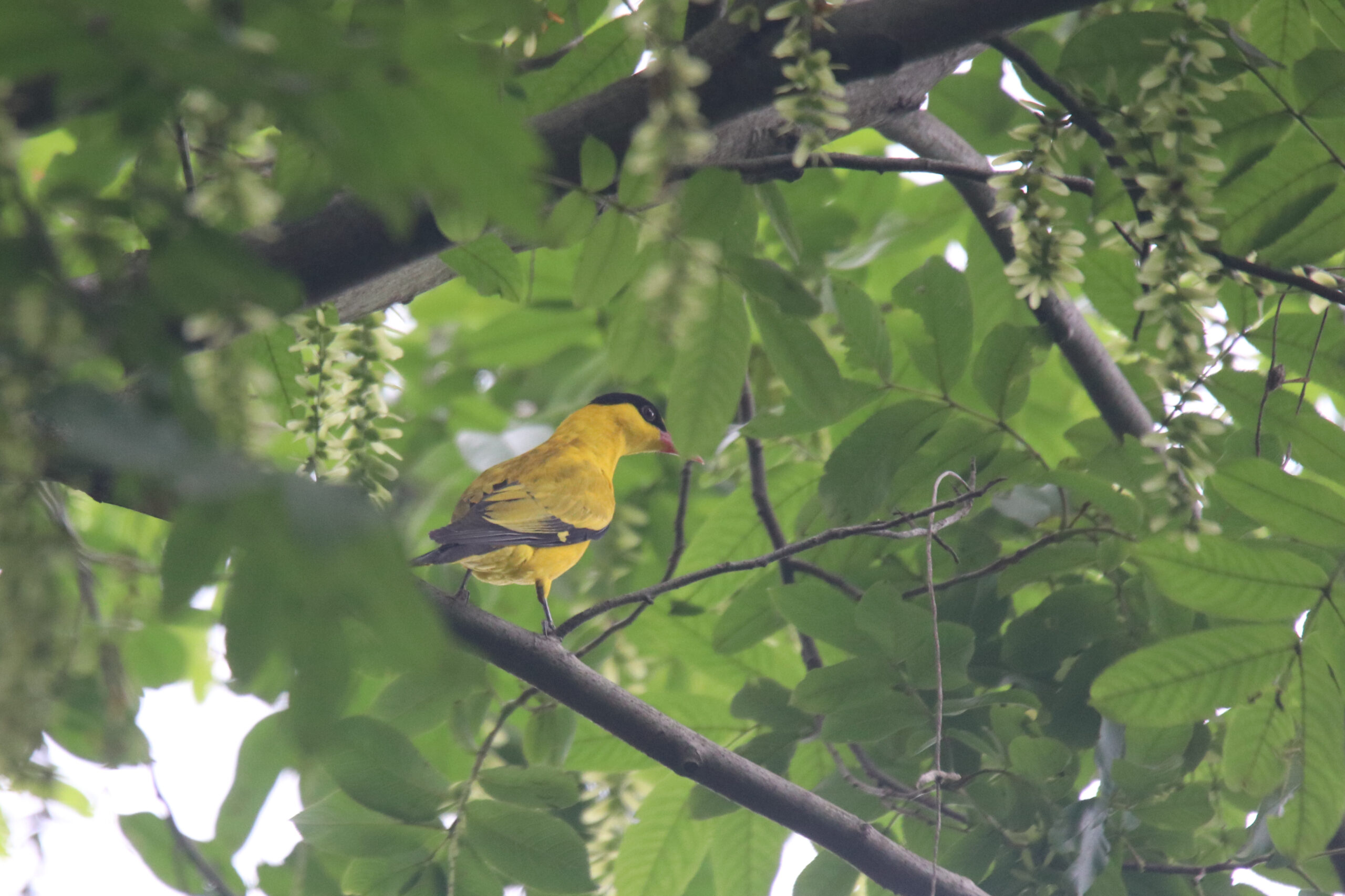 A Black-naped Oriole perched on a branch among green leaves.