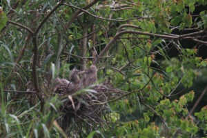 Three young pond heron chicks with wispy, spiked down feathers sit together in a sturdy nest made of dry twigs, built high within a leafy tree.
