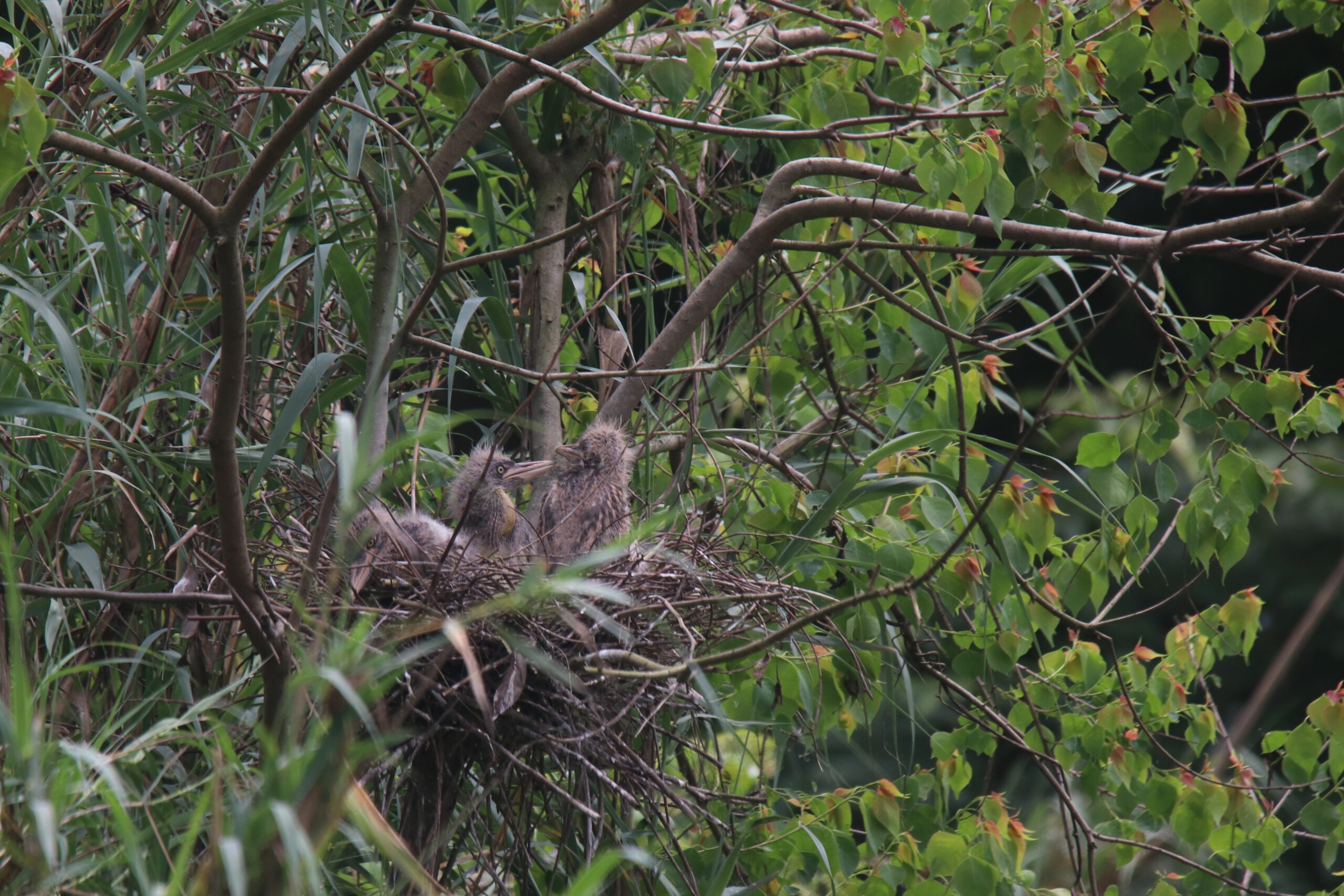 Three young pond heron chicks with wispy, spiked down feathers sit together in a sturdy nest made of dry twigs, built high within a leafy tree.
