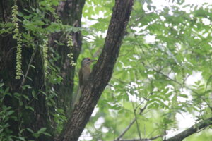 A Grey-headed Woodpecker perched on a large branch with green leaves nearby and in the background.