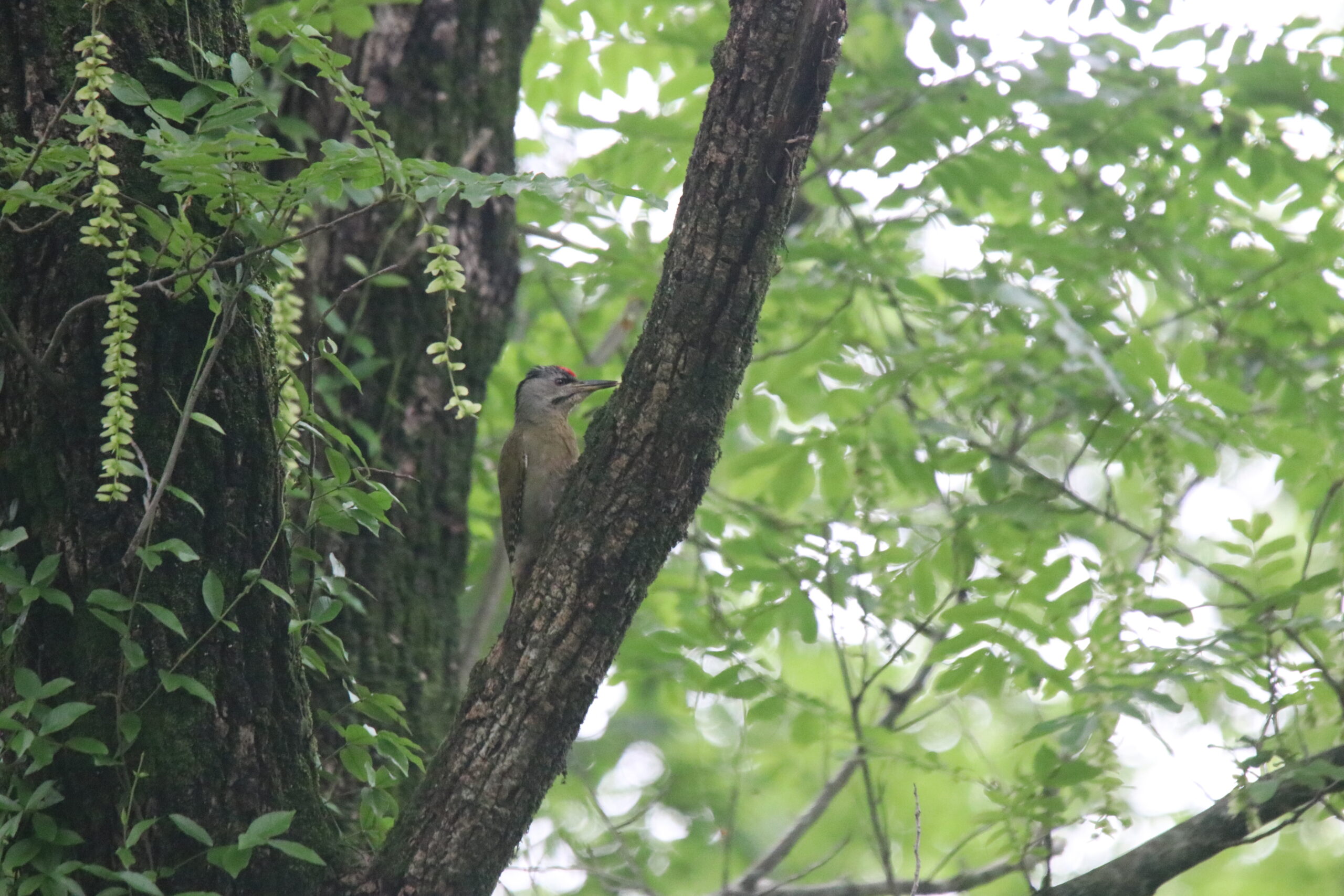 A Grey-headed Woodpecker perched on a large branch with green leaves nearby and in the background.