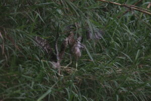 Two young Pond Heron chicks with soft feathers stand in tall green grass, appearing to interact.