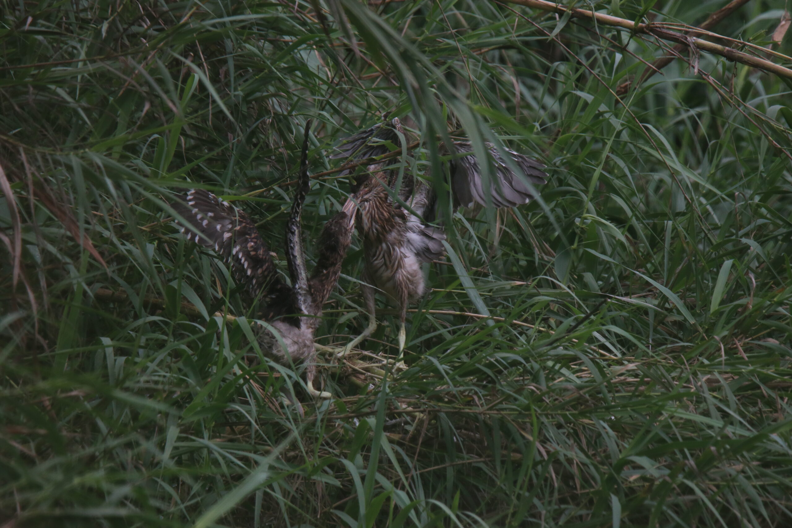 Two young Pond Heron chicks with soft feathers stand in tall green grass, appearing to interact.