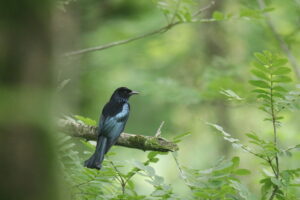 A Hair-crested Drongo perched on a horizontal branch with green leaves nearby.