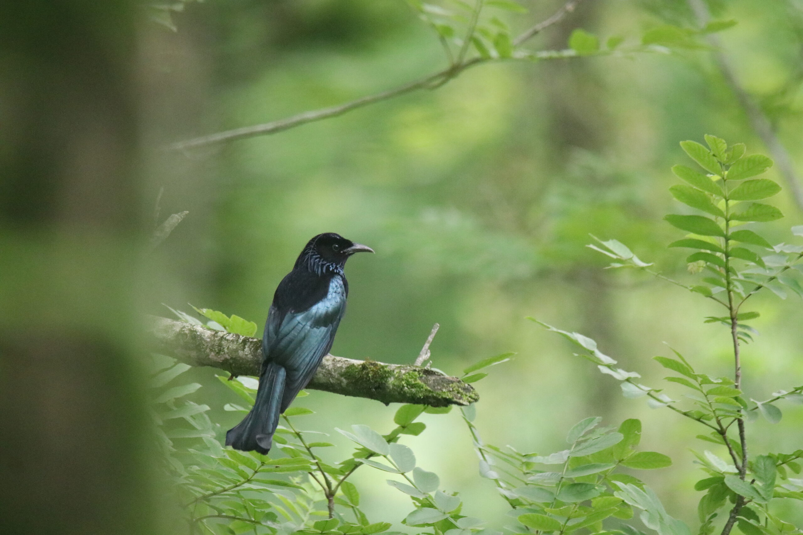 A Hair-crested Drongo perched on a horizontal branch with green leaves nearby.