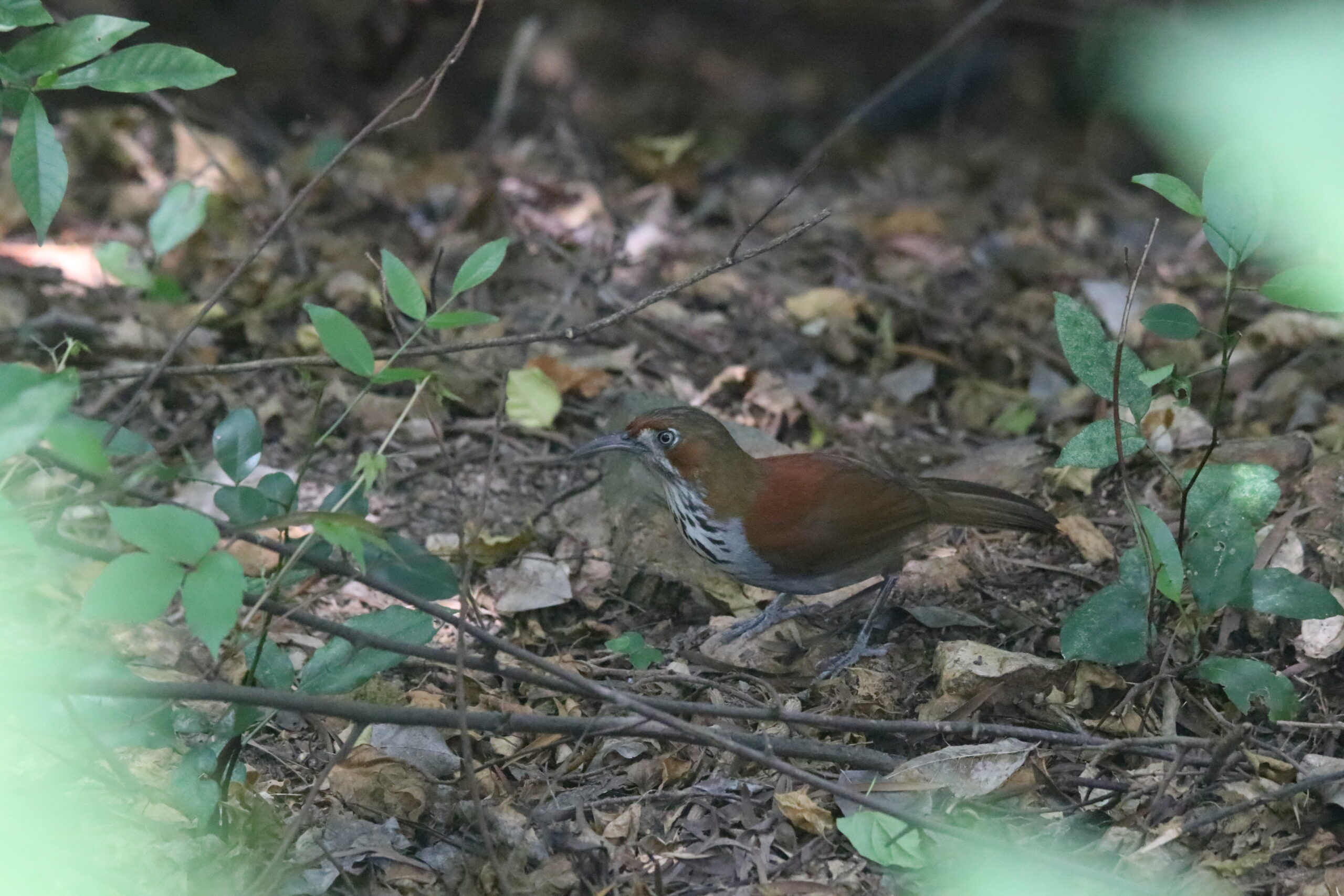 A Grey-sided Scimitar Babbler native to China is standing on a forest floor covered with fallen leaves.