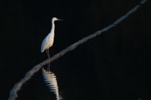 A Little Egret stands gracefully on a dark, weathered plastic pipe floating in still water just before sunset, creating a clear reflection in the water. The camera is set to manual mode turning the water into pitch black color.