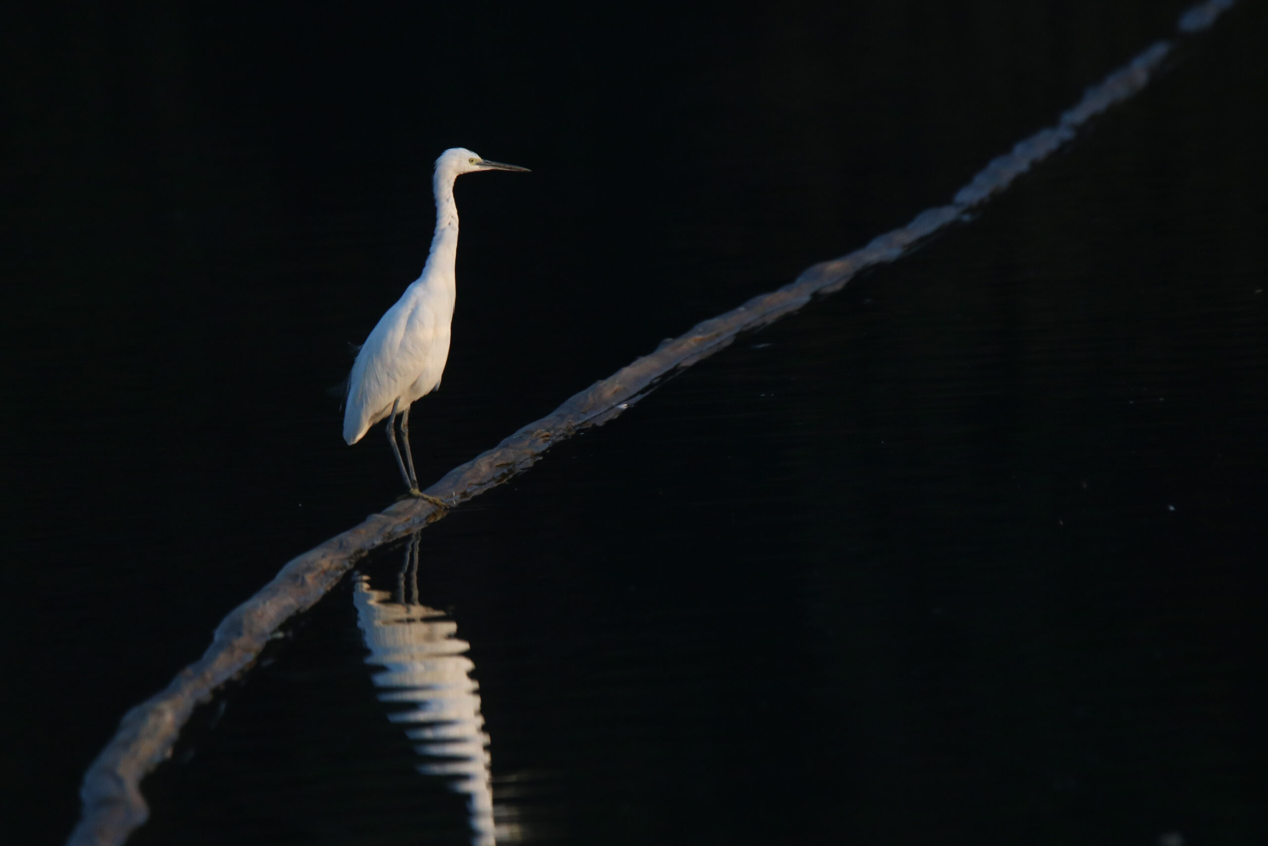 A Little Egret stands gracefully on a dark, weathered plastic pipe floating in still water just before sunset, creating a clear reflection in the water. The camera is set to manual mode turning the water into pitch black color.