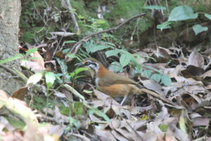 A Lesser Necklaced Laughingthrush standing on a forest floor covered with fallen leaves.