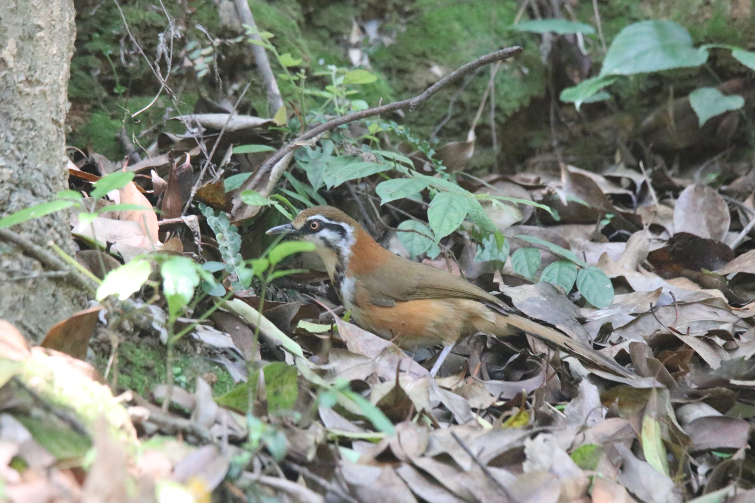 A Lesser Necklaced Laughingthrush standing on a forest floor covered with fallen leaves.