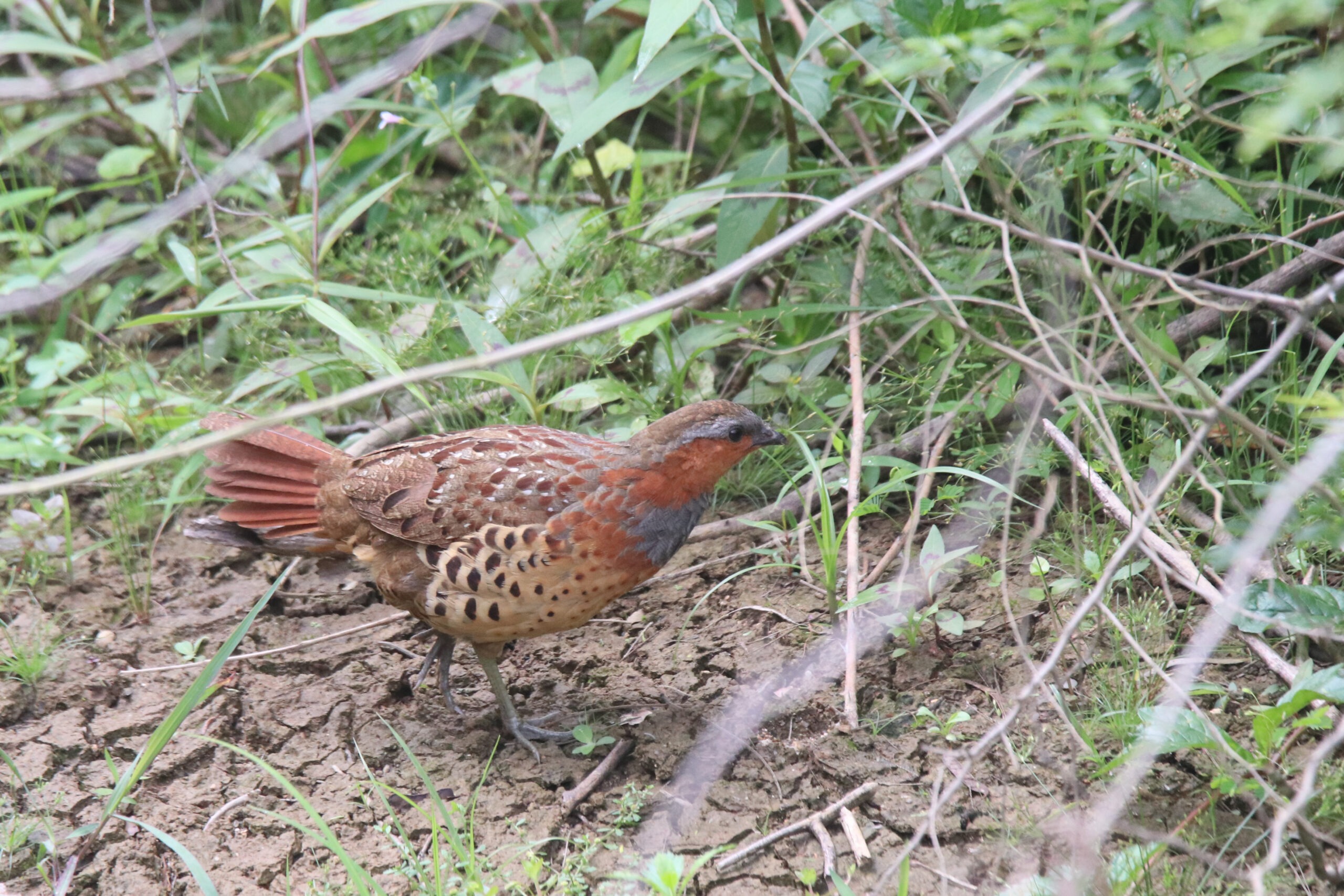 A Chinese Bamboo Partridge walking on a wetland ground with grass and twigs nearby.