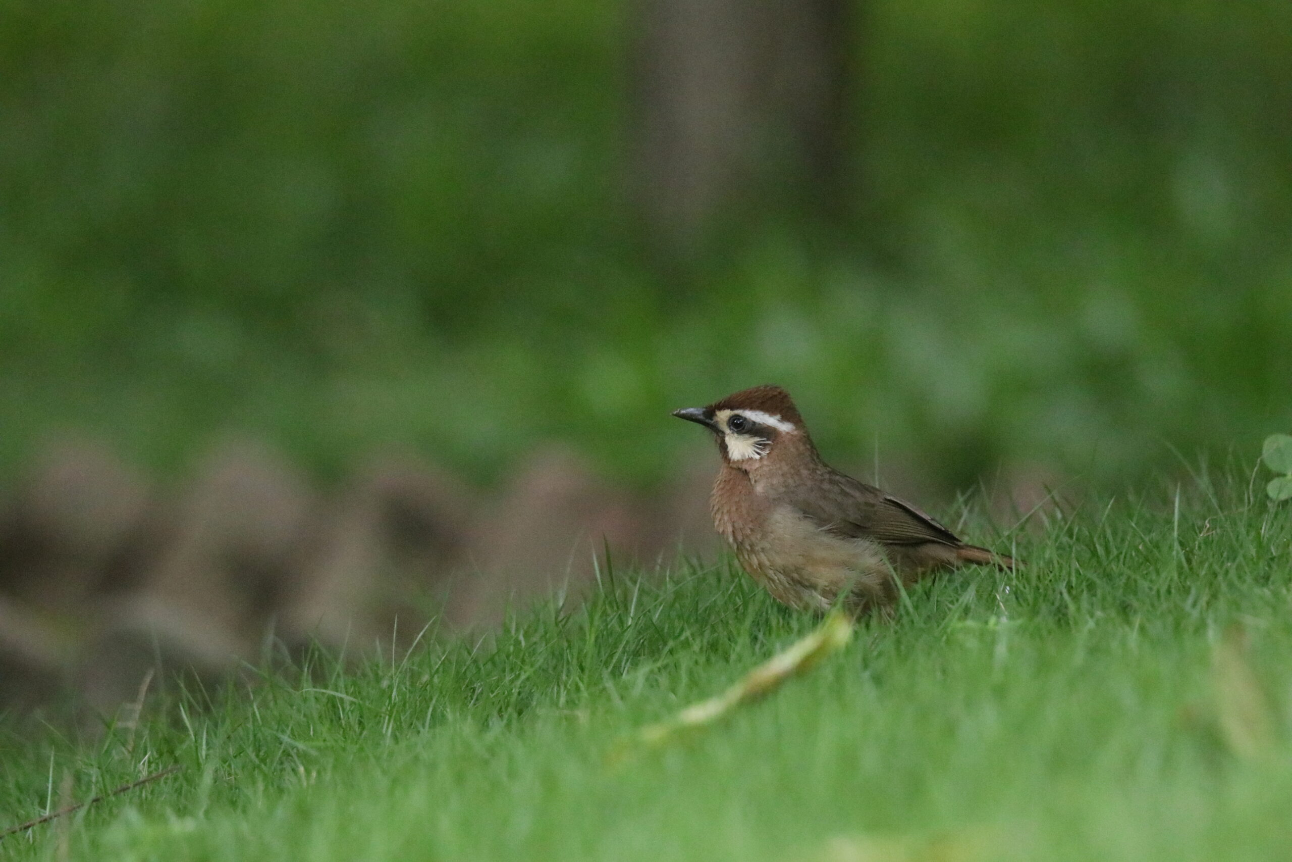 A close-up shot of a white-browed laughingthrush stands on a grass ground against a soft green background.