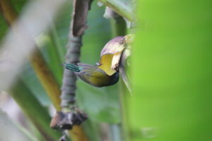 A male folk-tailed sunbird with a dark head and olive-green wings clinging to a yellow banana blossom, reaching inside to feed.