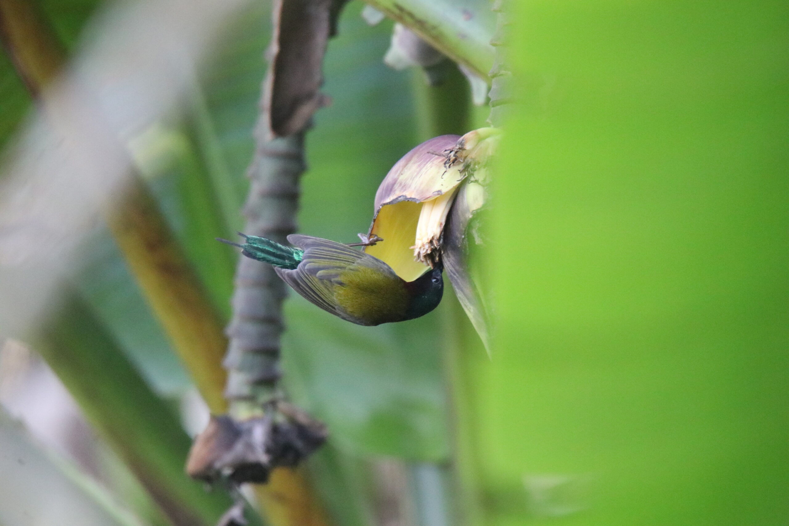 A male folk-tailed sunbird with a dark head and olive-green wings clinging to a yellow banana blossom, reaching inside to feed.