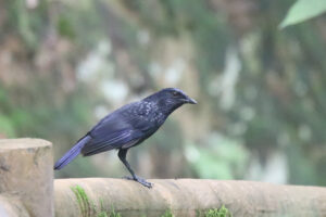 A Blue Whistling Thrush stands on a stone fence.