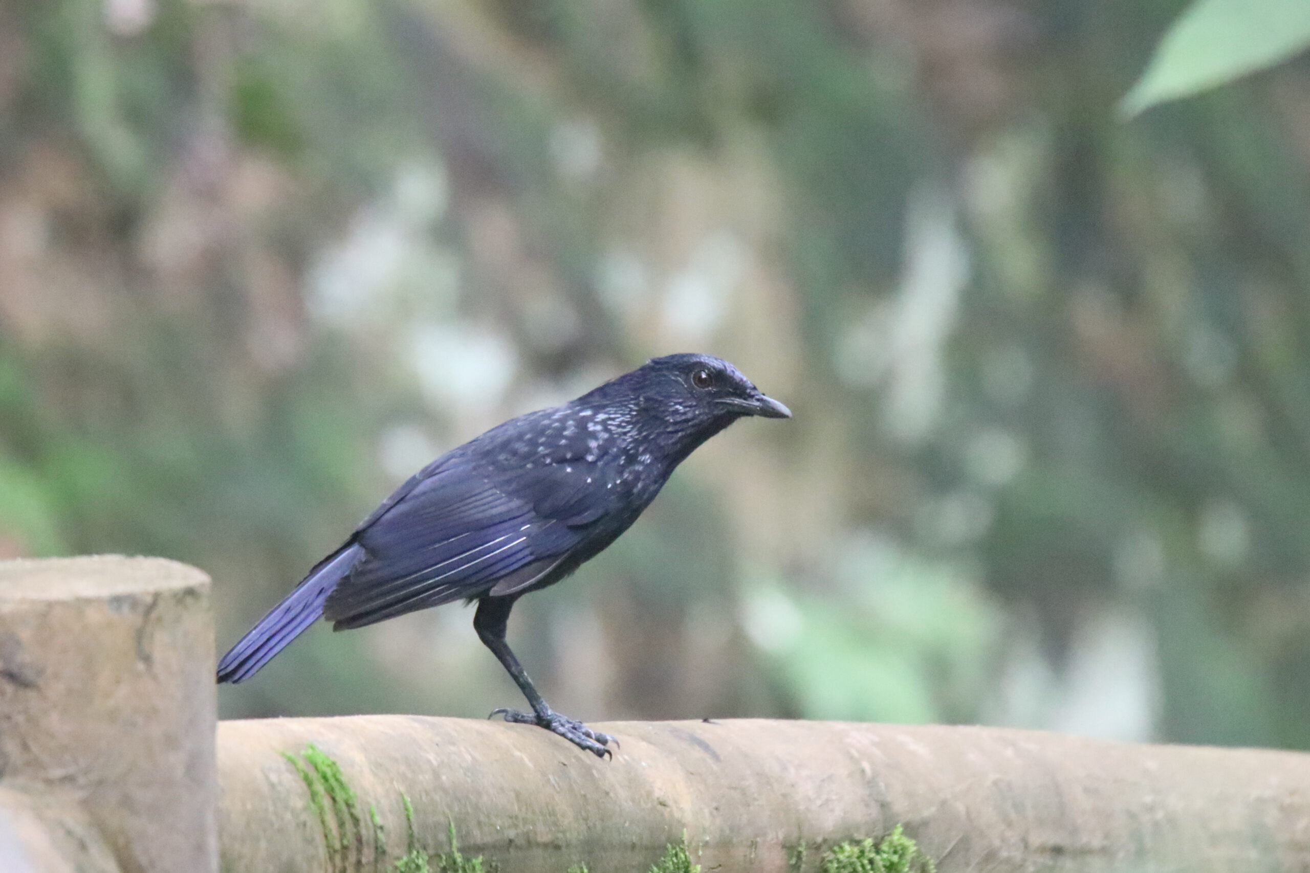 A Blue Whistling Thrush stands on a stone fence.