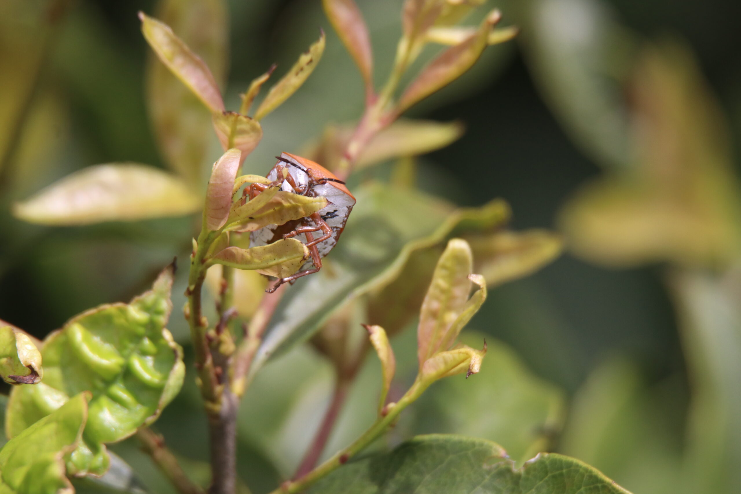 A forest bug eating a tree leaf.