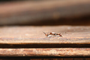 A smeared dagger moth is crawling on a wooden board.