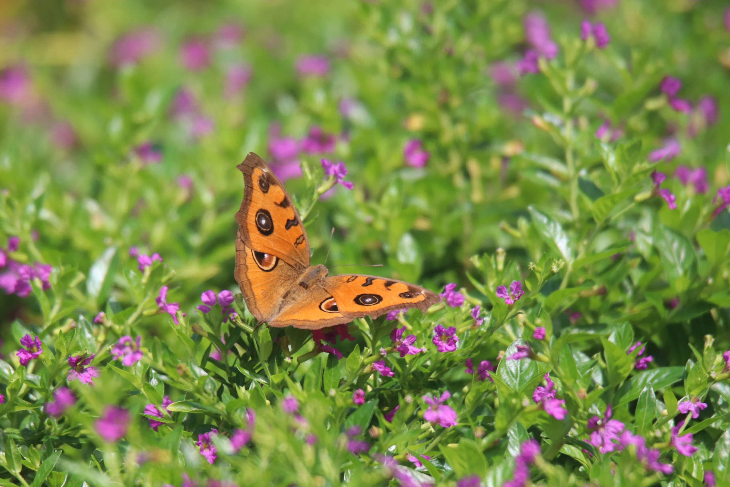A Silver-washed fritillary perched among the flowers.