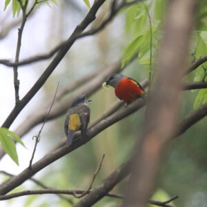 A young female Grey-chinned Minivet and male Grey-chinned Minivet perched on a tree branch. The male bird is holding what looks like a fruit in its beak and just about to feed it to the young bird.