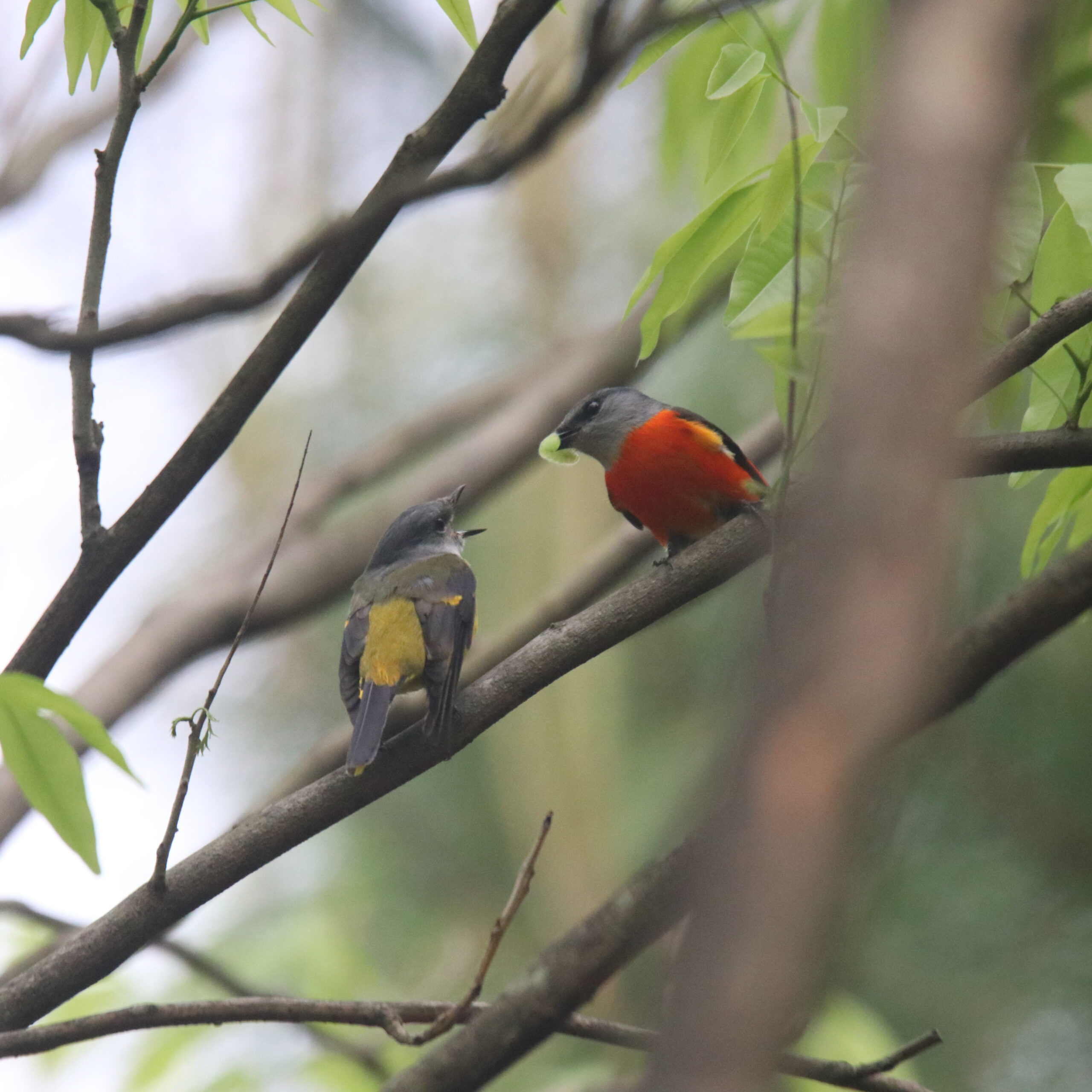 A young female Grey-chinned Minivet and male Grey-chinned Minivet perched on a tree branch. The male bird is holding what looks like a fruit in its beak and just about to feed it to the young bird.