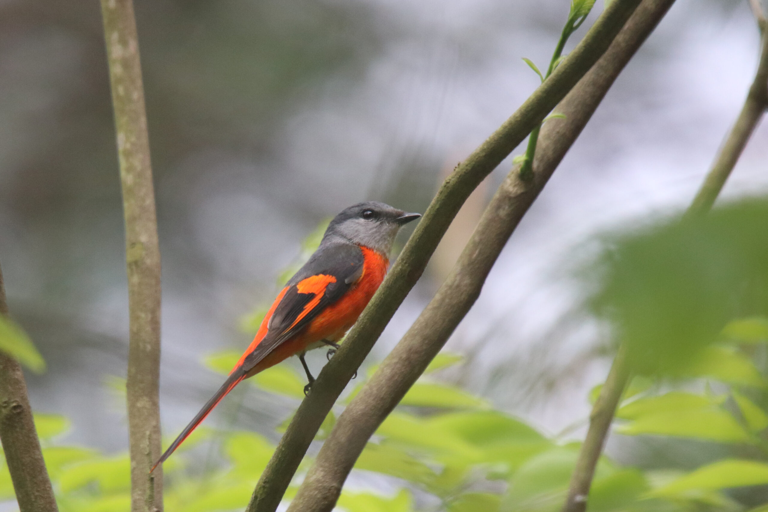 A male Grey-chinned Minivet perched on a branch.