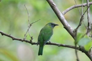 An Orange-bellied Leafbird perched on a horizontal branch.